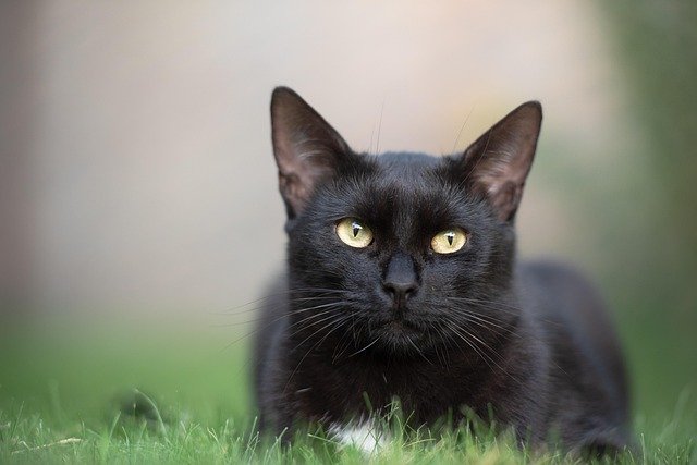 Oração do gato preto para ganhar no jogo do bicho - JOGO DO BICHO